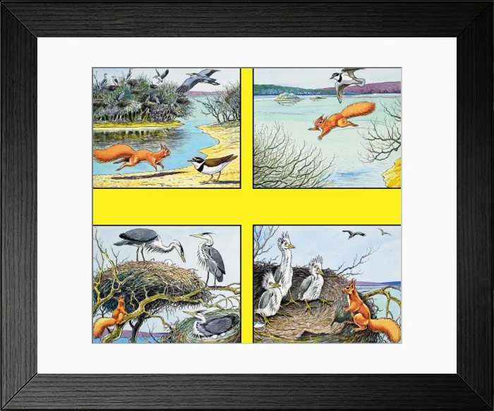 Framed Print : Little Red Squirrel Framed Print : Little Red Squirrel