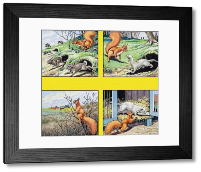 Framed Print : Little Red Squirrel Framed Print : Little Red Squirrel