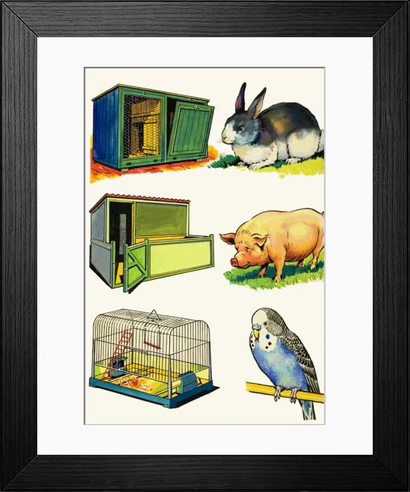 Framed Print : Pets and Their Homes: Rabbit, Pig and Budgerigar Framed Print : Pets and Their Homes: Rabbit, Pig and Budgerigar
