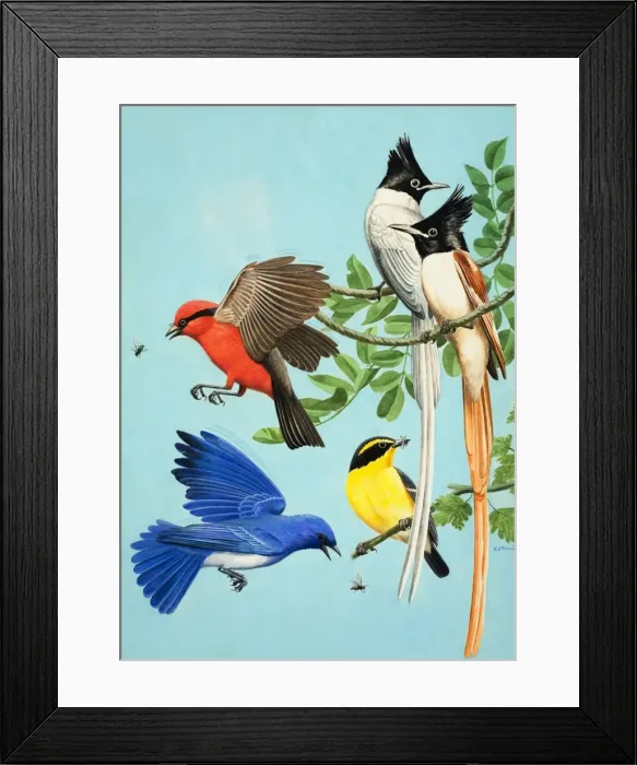 Framed Print : Brightly Coloured Birds Framed Print : Brightly Coloured Birds