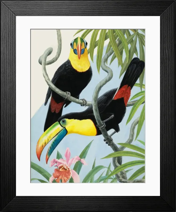 Framed Print : Big-beaked Birds Framed Print : Big-beaked Birds