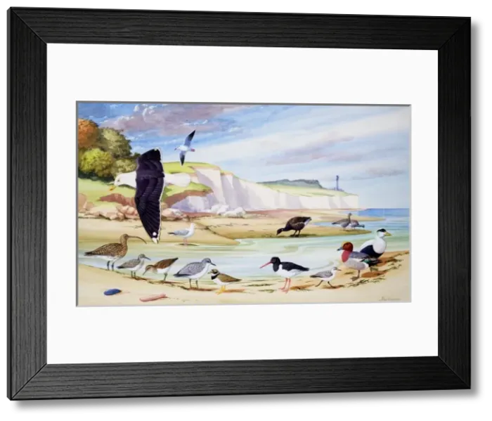 Framed Print : Sea Birds Framed Print : Sea Birds