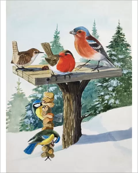 Birds on a bird table