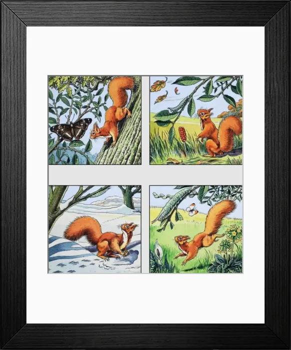 Framed Print : Red Squirrel Framed Print : Red Squirrel