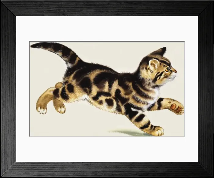 Framed Print : Kitten. Source unknown Framed Print : Kitten. Source unknown