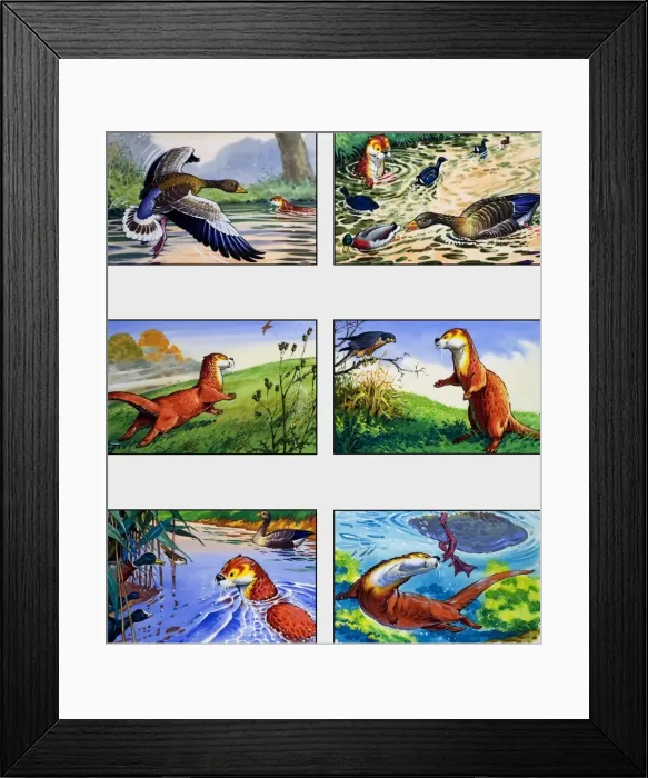 Framed Print : Fliptail the Otter Framed Print : Fliptail the Otter