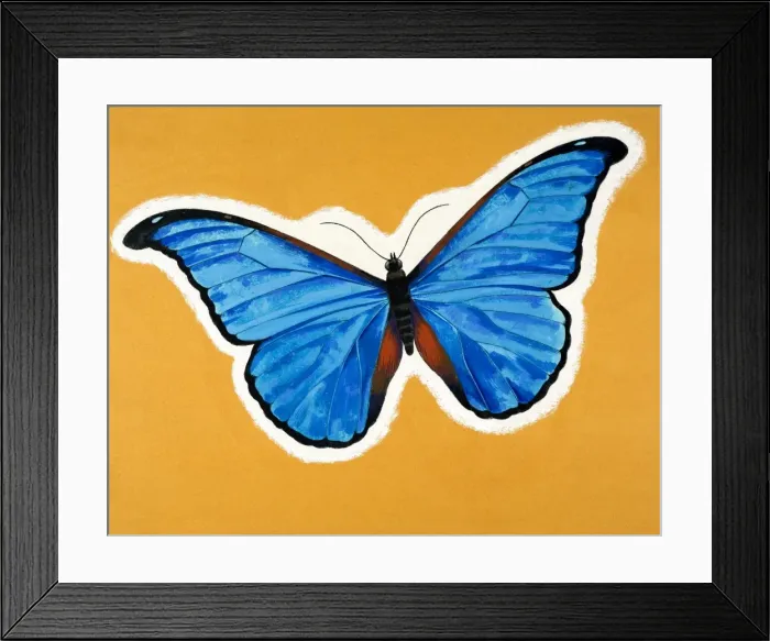 Framed Print : Butterfly Framed Print : Butterfly