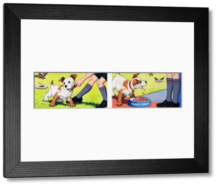 Framed Print : Paddy Paws Framed Print : Paddy Paws