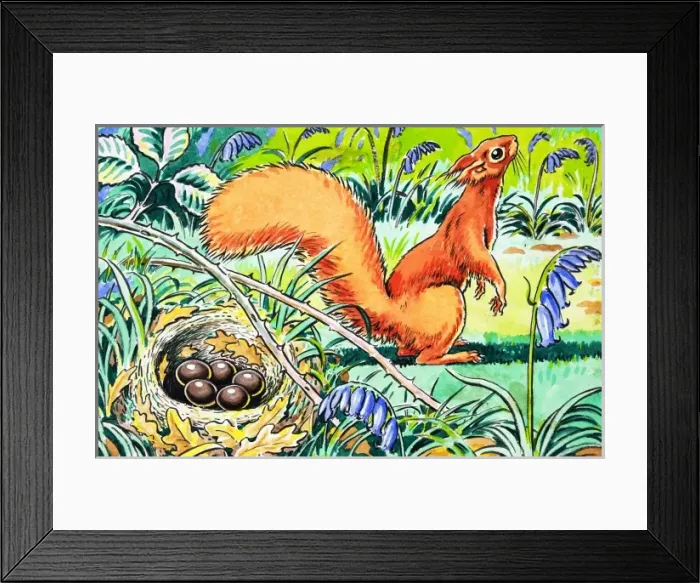 Framed Print : Little Red Squirrel Framed Print : Little Red Squirrel