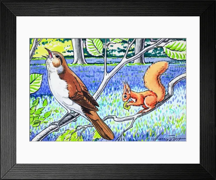 Framed Print : Little Red Squirrel Framed Print : Little Red Squirrel
