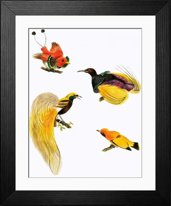 Framed Print : Birds of Paradise Framed Print : Birds of Paradise
