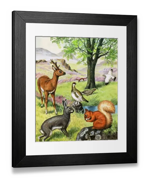 Framed Print : Assorted animals Framed Print : Assorted animals