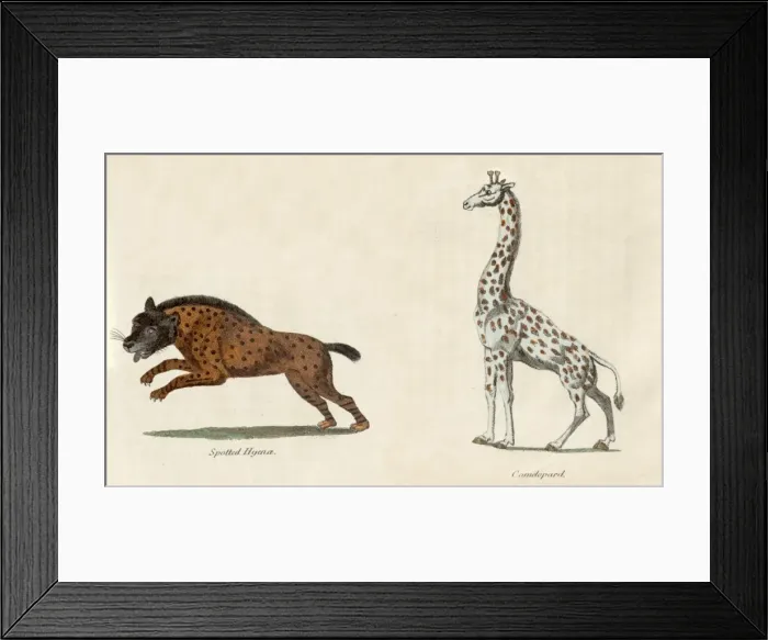 Framed Print : Leopard and Hyena Framed Print : Leopard and Hyena