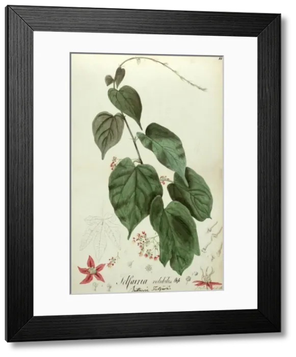 Framed Print : Telfairia volubilis Framed Print : Telfairia volubilis