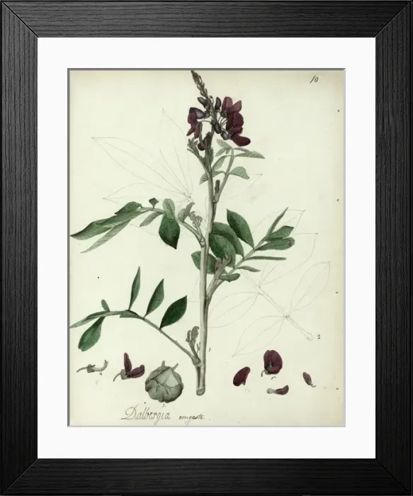 Framed Print : Dalbergia congesta Framed Print : Dalbergia congesta