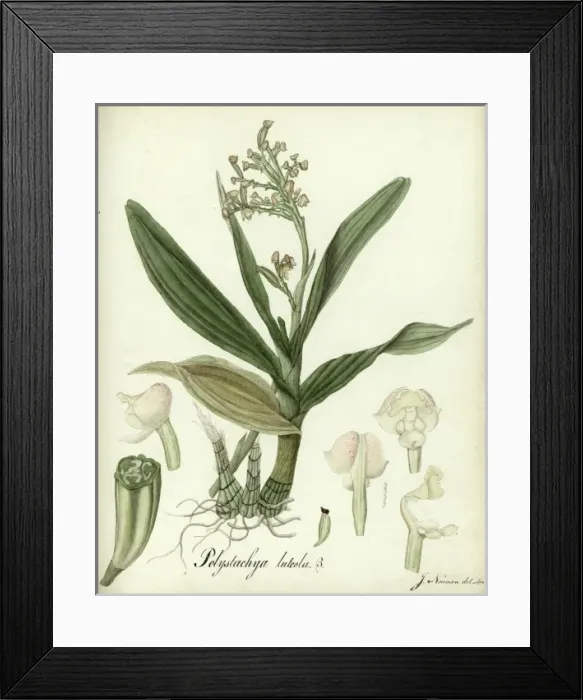 Framed Print : Polystachya luteola Framed Print : Polystachya luteola
