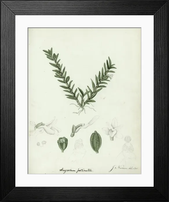 Framed Print : Angriecum pectinatum Framed Print : Angriecum pectinatum
