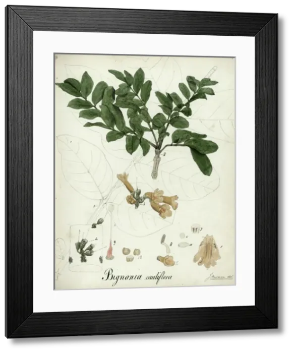 Framed Print : Bignonia cauliflora Framed Print : Bignonia cauliflora