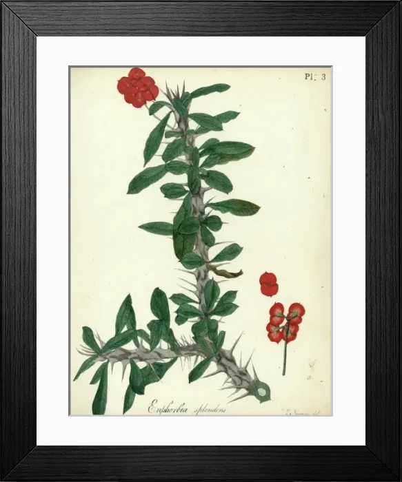 Framed Print : Euphorbia splendens Framed Print : Euphorbia splendens