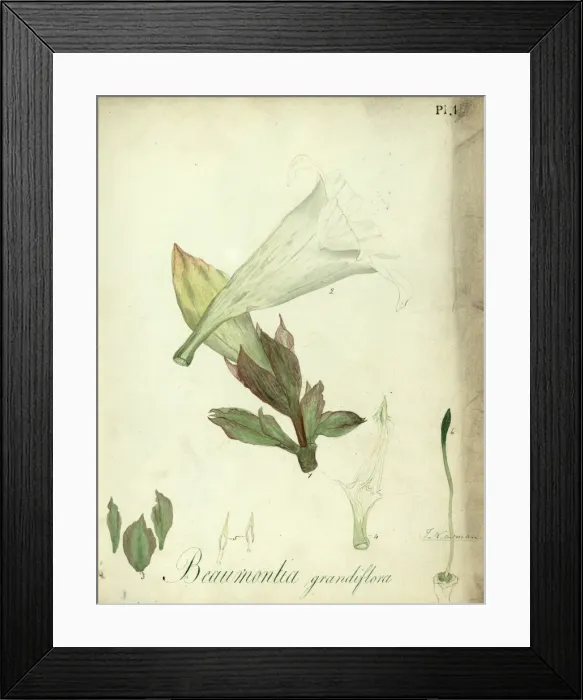 Framed Print : Beaumontia grandiflora - Heralds Trumpet Framed Print : Beaumontia grandiflora - Heralds Trumpet