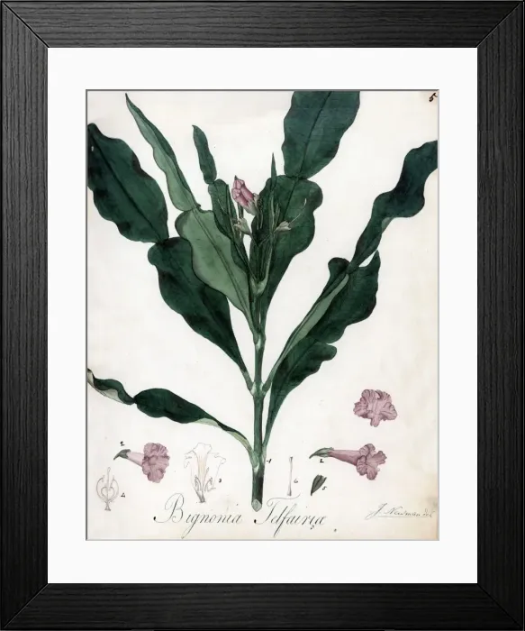 Framed Print : Bignonia telfairia Framed Print : Bignonia telfairia