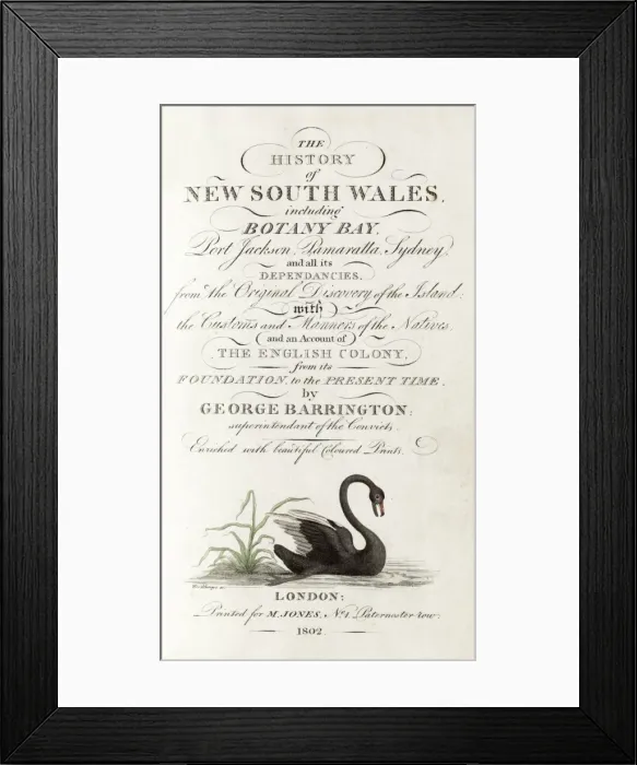 Framed Print : Black Swan