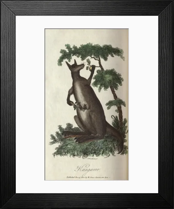 Framed Print : Kangaroo. A kangaroo with two joeys in her pouch Framed Print : Kangaroo. A kangaroo with two joeys in her pouch