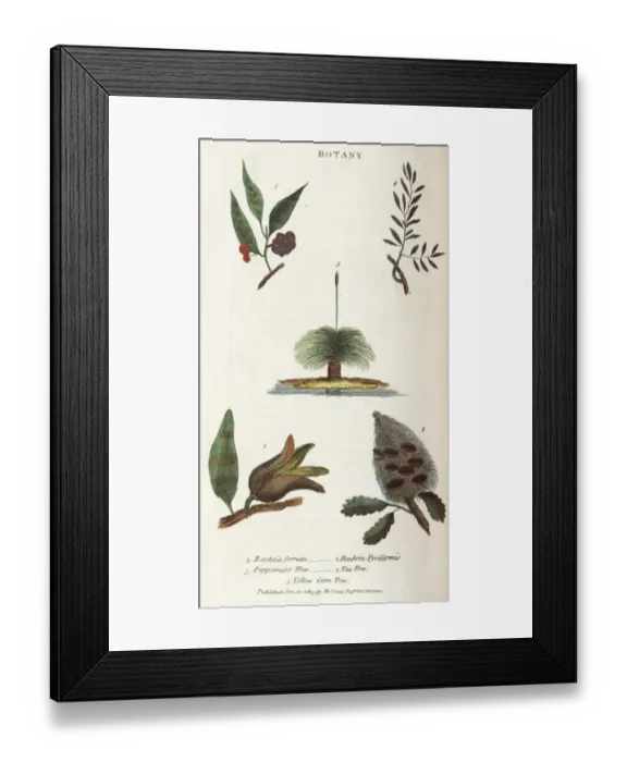 Framed Print : Trees of New South Wales Framed Print : Trees of New South Wales