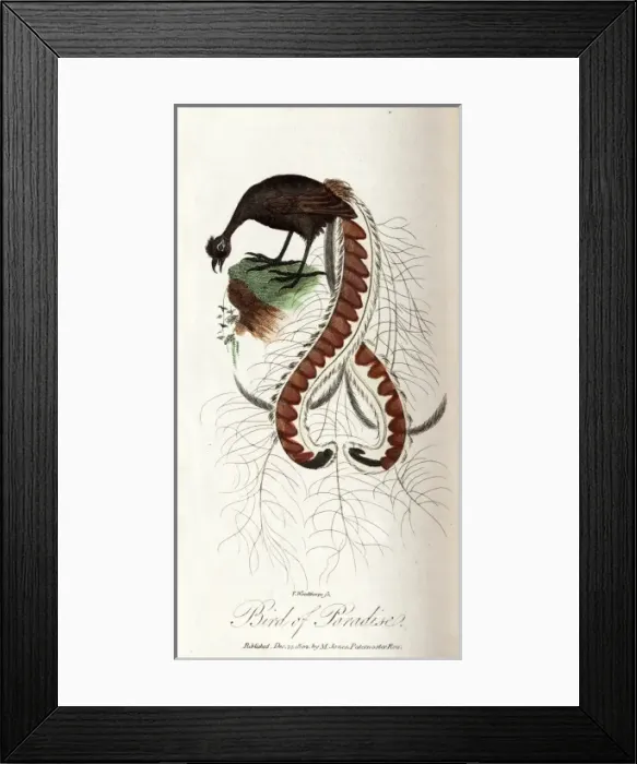 Framed Print : Bird of paradise Framed Print : Bird of paradise