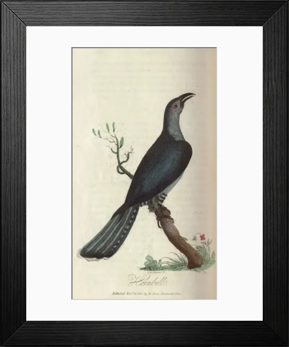Framed Print : Hornbill. The hornbill. From book: The history of New South Wales Date: 1802 Framed Print : Hornbill. The hornbill. From book: The history of New South Wales Date: 1802