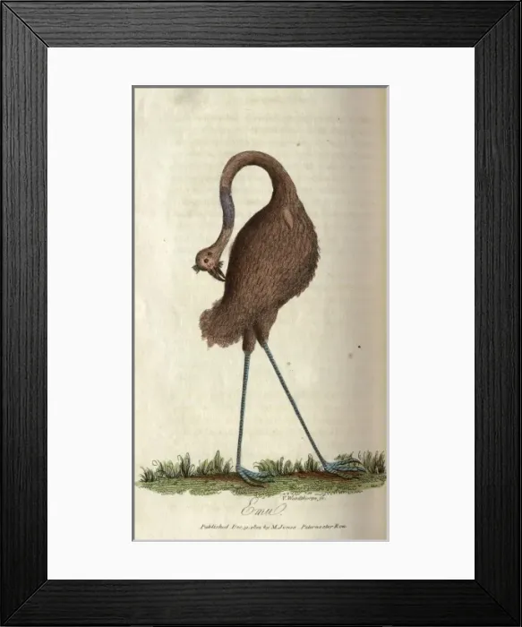 Framed Print : Emu. An emu preening itself. From book: The history of New South Wales Date: 1802 Framed Print : Emu. An emu preening itself. From book: The history of New South Wales Date: 1802