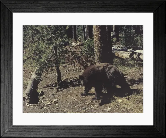 Framed Print : Yellowstone National Park - Wyoming Framed Print : Yellowstone National Park - Wyoming