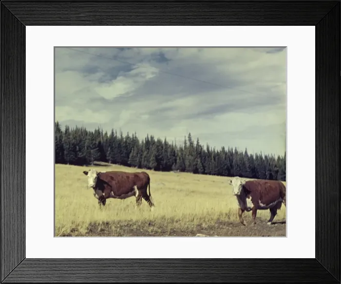 Framed Print : Beef Cattle, near Granite Pass - Wyoming Framed Print : Beef Cattle, near Granite Pass - Wyoming
