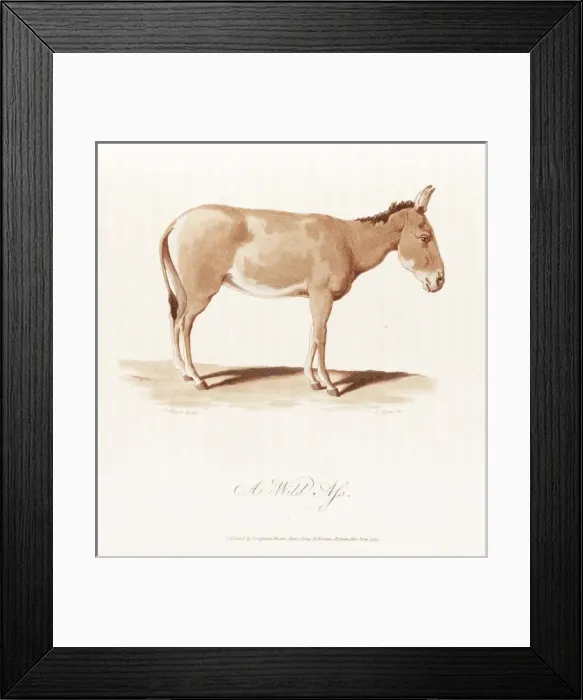 Framed Print : A wild ass Framed Print : A wild ass