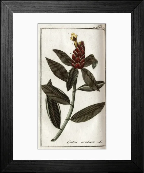 Framed Print : Costus arabicus L Framed Print : Costus arabicus L