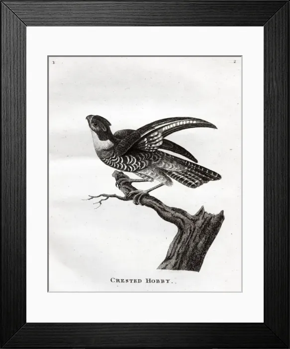 Framed Print : Crested Hobby Framed Print : Crested Hobby