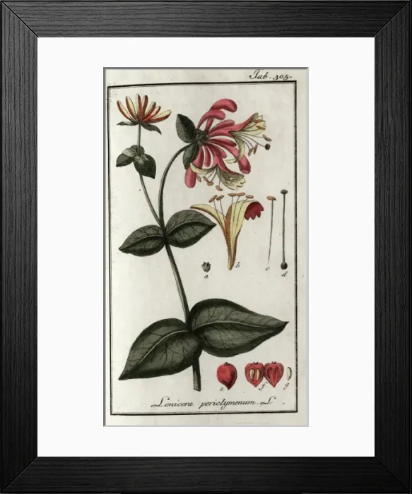 Framed Print : Lonicera periclymenum L Framed Print : Lonicera periclymenum L