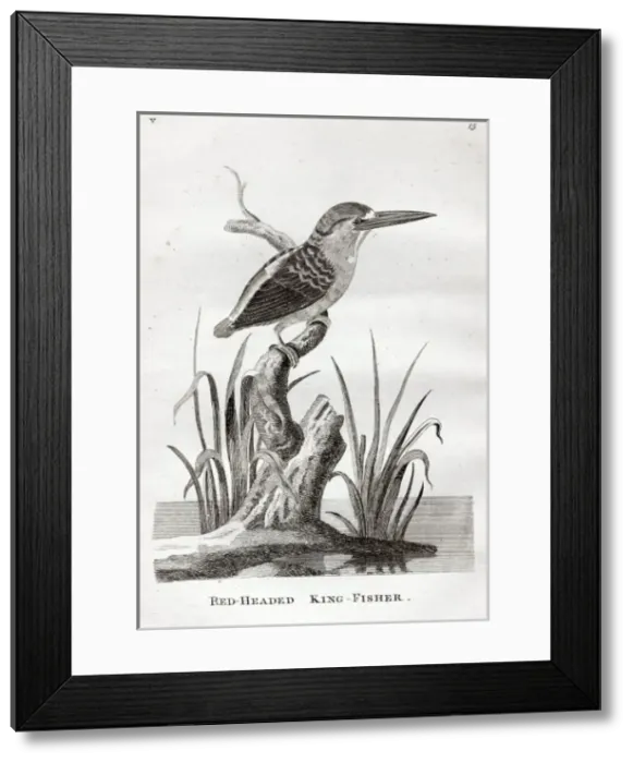 Framed Print : Red-headed King-fisher Framed Print : Red-headed King-fisher