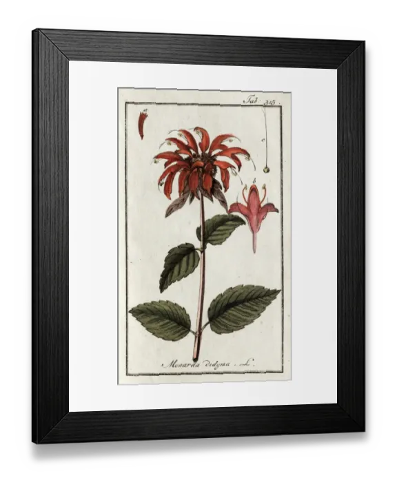 Framed Print : Monarda didyma L Framed Print : Monarda didyma L