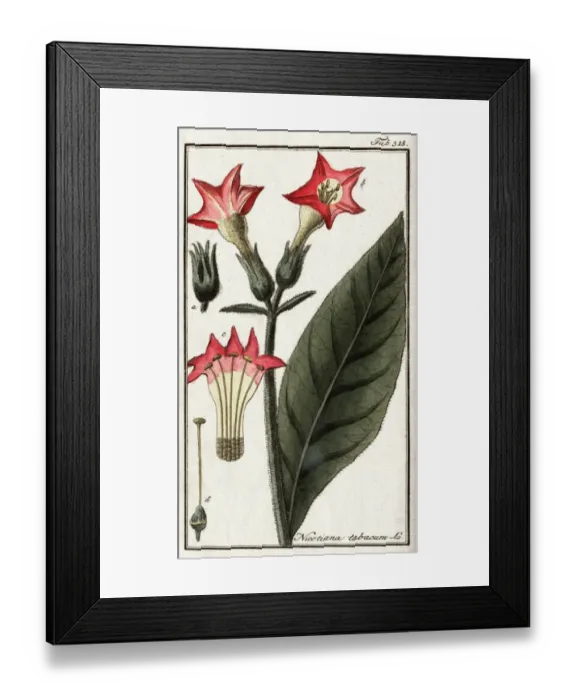 Framed Print : Nicotiana tabacum L Framed Print : Nicotiana tabacum L