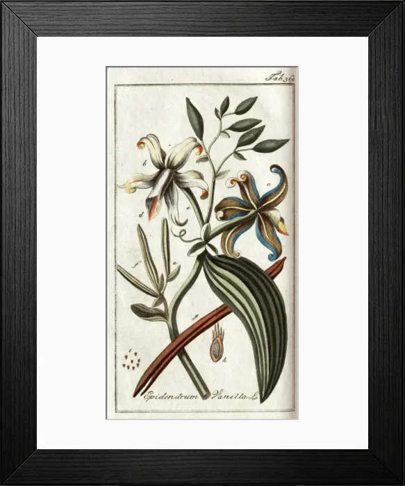 Framed Print : Epidendrum Vanilla L Framed Print : Epidendrum Vanilla L