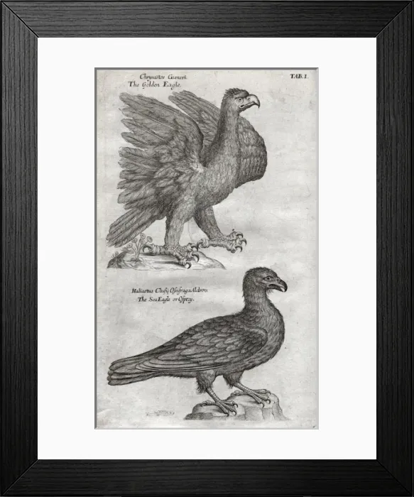 Framed Print : The Sea-Eagle or Osprey Framed Print : The Sea-Eagle or Osprey