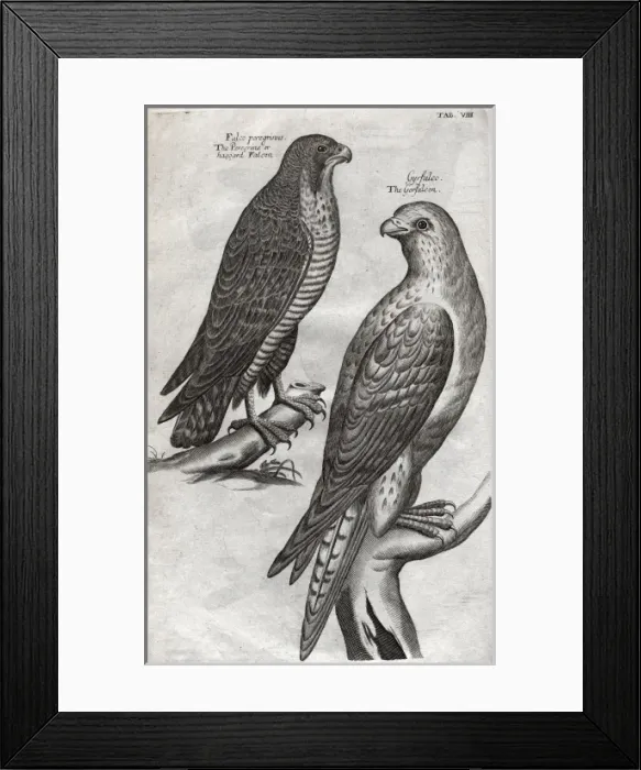 Framed Print : The peregrine falcon and gyrfalcon Framed Print : The peregrine falcon and gyrfalcon