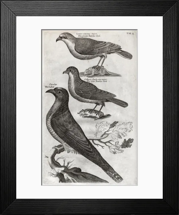 Framed Print : Greater butcher bird, lesser butcher bird and cuckoo Framed Print : Greater butcher bird, lesser butcher bird and cuckoo