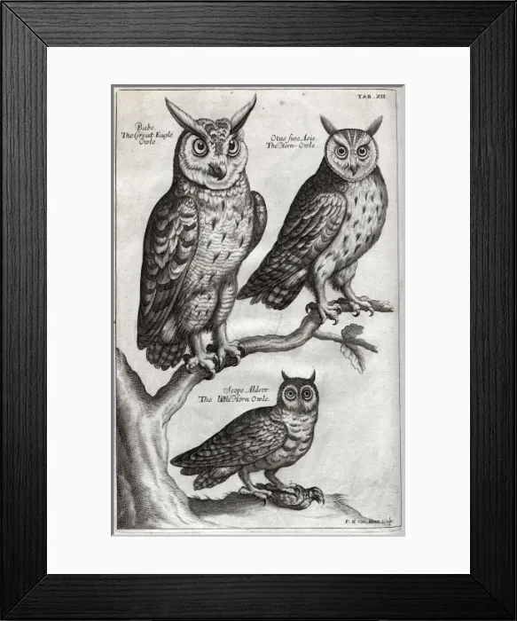 Framed Print : Great Eagle owl, Horn owl and Little Horn owl Framed Print : Great Eagle owl, Horn owl and Little Horn owl