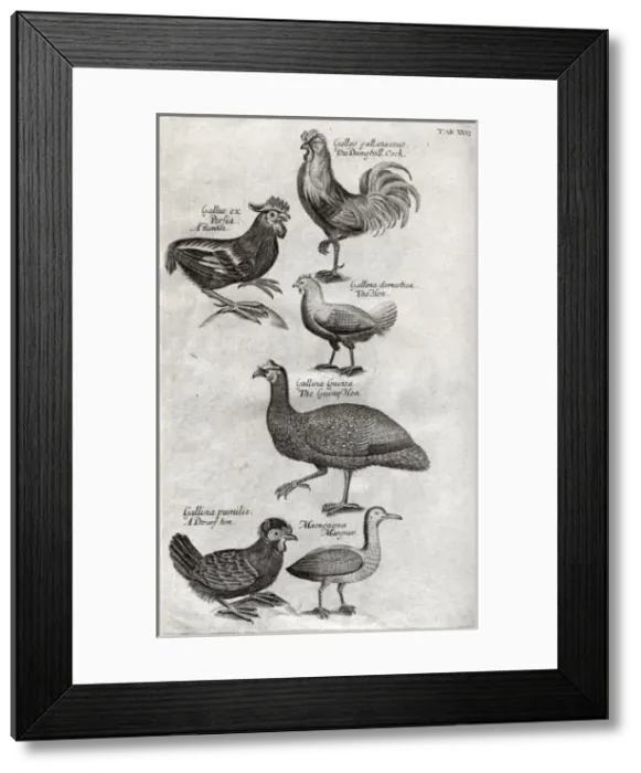 Framed Print : Plate depicting various birds, mainly poultry Framed Print : Plate depicting various birds, mainly poultry