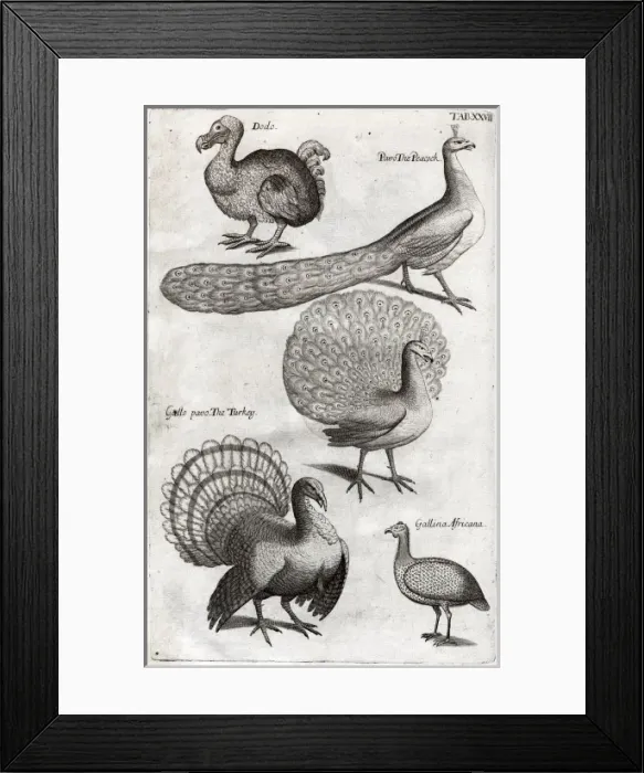 Framed Print : Plate depicting various birds including the Dodo, Turkey Framed Print : Plate depicting various birds including the Dodo, Turkey