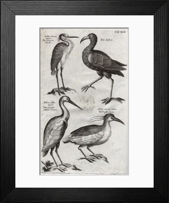 Framed Print : Plate depicting two species of Heron, Ibis bellon and the Ni Framed Print : Plate depicting two species of Heron, Ibis bellon and the Ni