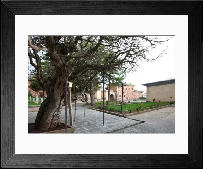 Framed Print : The tree in front of Balim Sultan Tomb