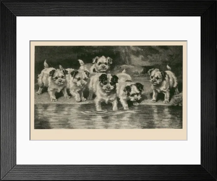 Framed Print : Playful Puppies Framed Print : Playful Puppies
